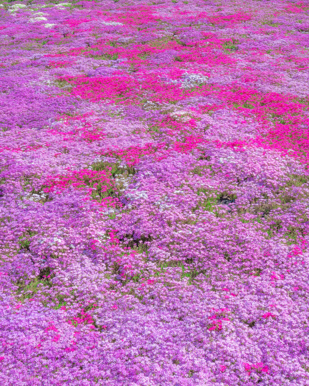 芝桜の絨毯と花桃 岐阜で別荘をお探しなら コマツサービス