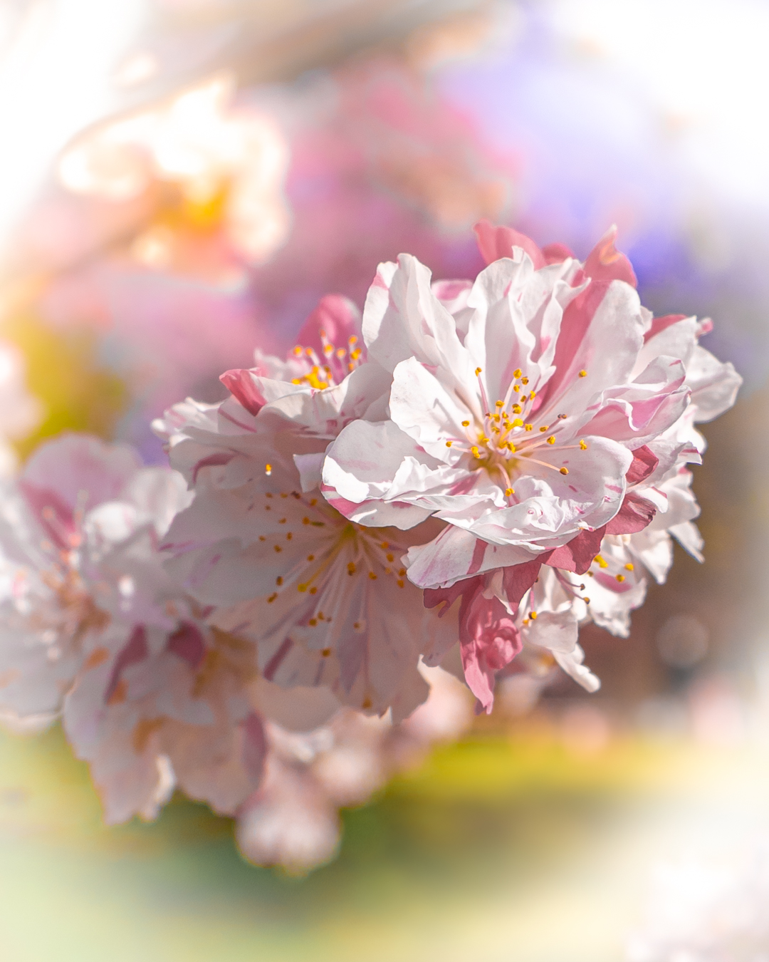 芝桜の絨毯と花桃 岐阜で別荘をお探しなら コマツサービス